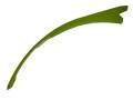 Iglica igła Claas Quadrant 1100 1150 1150 RC 830344